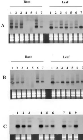 Fig. 2. Northern blot analysis of rice aquaporin-mRNA, stress response and tissue speciﬁcity