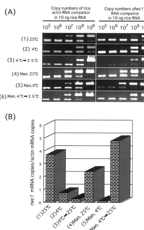 Fig. 3. Determination of rwc1 mRNA expressed under chill-ing stress by competitive PCR