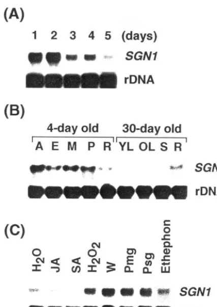 Fig. 2. Northern blot analysis. RNA blot showing stage-spe-ciﬁc expression of the SGN1 gene in 1 to 5-day old soybeantotal RNA isolated from apical (A), elongating (E), mature(M) sections of the hypocotyl, plumule (P) and roots (R) ofdark-grown 4-day old s