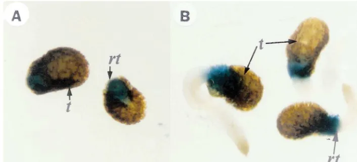 Fig. 4. Histochemical localization of GUS activity in germinating SGN1::GUS transgenic tobacco seeds