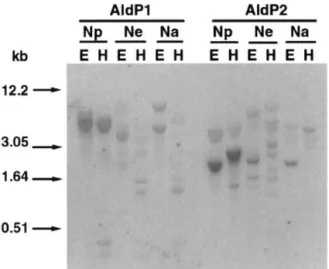 Fig. 2. Southern blot analysis of AldP1 and AldP2 genes. Twenty mg of genomic DNA from N