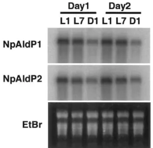 Fig. 5. Northern blot analysis of NpAldP1 and NpAldP2 for daily cycles. Total RNA was isolated from green leaves of N.