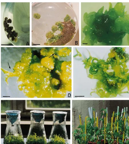 Fig. 1. Organogenic nodule formation and shoot regeneration of hop var. Eroica in liquid medium: (A) yellow-greenish compactcell cluster (YGCC) (arrow) formed in direct contact with the phenolized calli, during the third culture phase in liquid culture.Bar