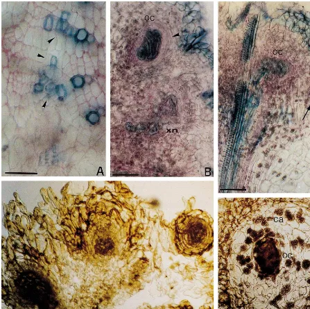 Fig. 5. Histology of the ﬁrst steps of hop var. Eroica nodule formation: (A–C) sections stained with iodine green/epidermal-like area (ea)