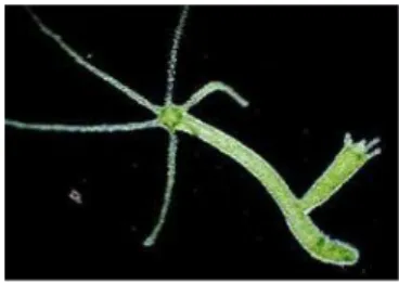 Gambar Hydra sp bertunas 