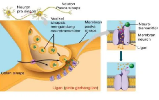 Gambar 3. Sinapsis 