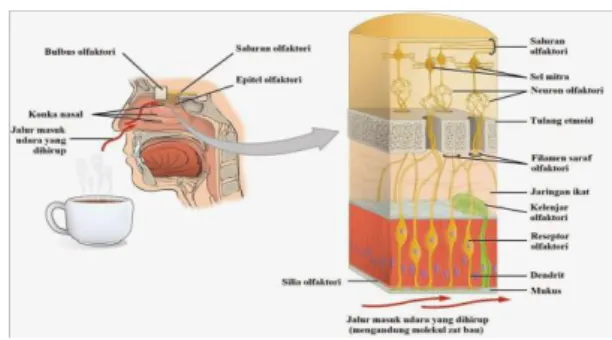 Gambar 9. Anatomi hidung 