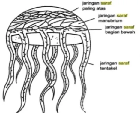 Gambar 13. Jala saraf pada ubur-ubur 