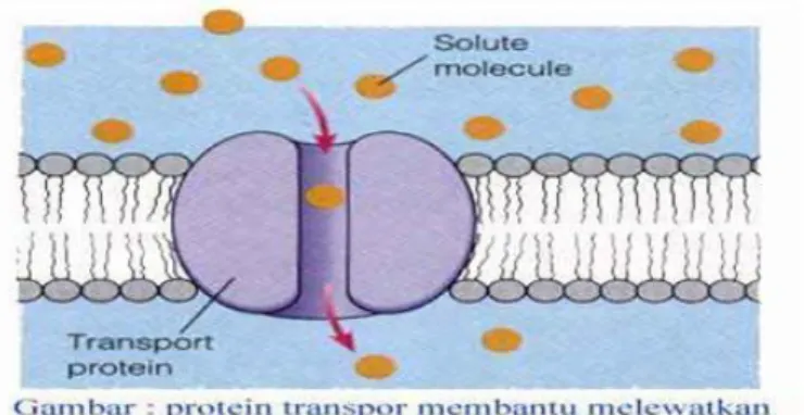 Gambar 2. Membran Sel  d) Nukleus 