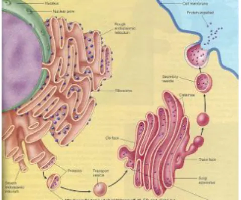 Gambar 3. Retikulum Endoplasma  g)  Badan golgi 