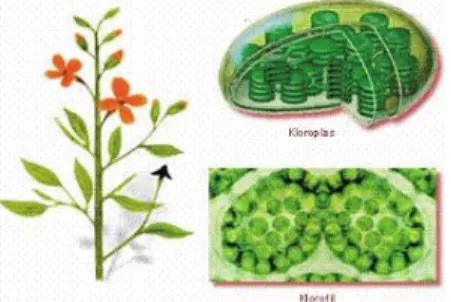 Gambar 4. Kloroplast dan klorofil 