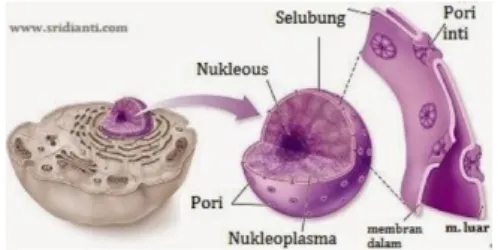 Gambar 14. Nukleous 