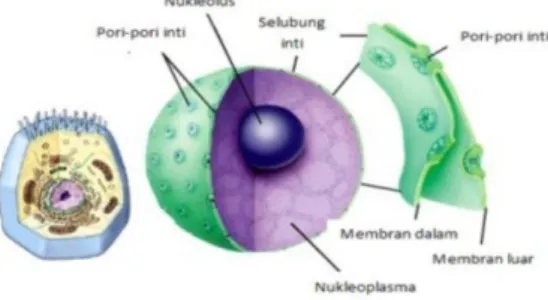 Gambar 16. Membran Inti 