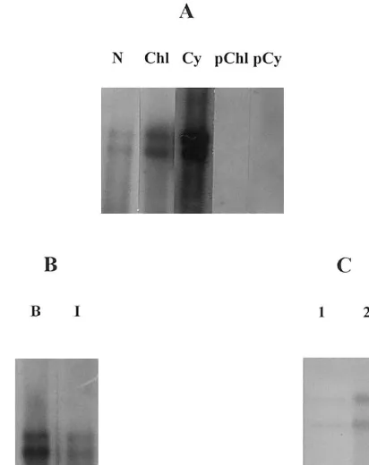 Fig. 3. Northern hybridisation analysis of the viral RNAaccumulation in chloroplasts of cherry leaf roll nepovirussupernatants obtained after centrifugation of the non-puriﬁedchloroplastic100 000observed in N and Chl corresponds to 30 min expositionwhile i