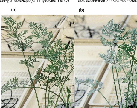 Fig. 5. Biological test for disease resistance against Erysiphe heraclei (powdery mildew) in T1 generation of cultivar (cv.) NantesScarlet (NS)
