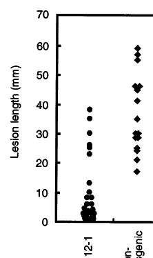 Fig. 6. Biological test for disease resistance against Alternariadauci. T1 lines of No