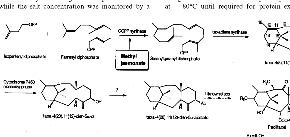 Fig. 1. Biosynthetic scheme of paclitaxel. The point of action of methyl jasmonate (a paclitaxel production inducer) is shown.