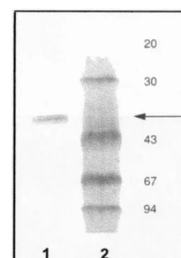 Fig. 5. Metal ion dependency of GGPP synthase activity.Enzyme activity values are shown as percentage of the highestactivity.