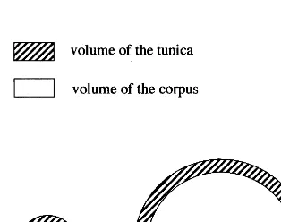 Fig. 2. Comparison of two theoretical apices. While in bothapices the tunica is of the same thickness the radius of thecorpus is different