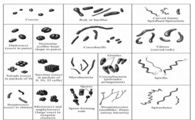 Gambar 2.2 Morfologi Bakteri (Talip, 2016). 