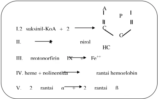 Gambar 1. Mekanisme Pembentukan Hemoglobin I. 2  suksinil-KoA  +  2 