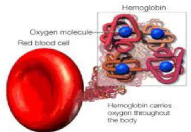 Gambar 2. Struktur Hemoglobin 