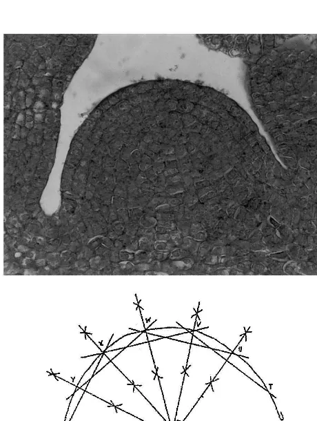 Fig. 1. Mediane longitudinal section through an apex ofPelargonium zonale ‘Kleiner Liebling’ (above); construction toﬁnd the central point in the contours of this apex (below)