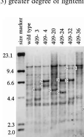 Fig. 2. Southern blot analysis of the CHS gene in the toreniaplants transformed with pBETC6
