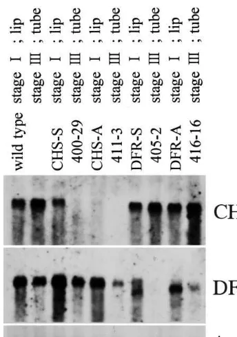 Fig. 6. Anthocyanin content of lip and tube of the corolla in torenia transformants derived from Crown violet