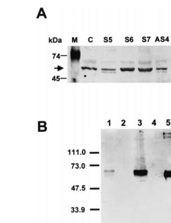 Fig. 2. PCR analysis of transgenic plants. Total DNA wasisolated from greenhouse grown transgenic plants and pro-corresponds to DNA standard markers whose sizes are shownwith DNA from control plants, transformed with the pBI121vector