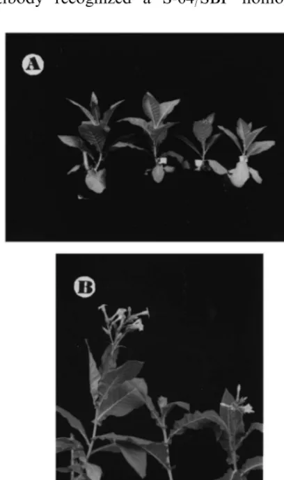 Fig. 4. Comparison of developmental performance of senseand antisense transgenic plants