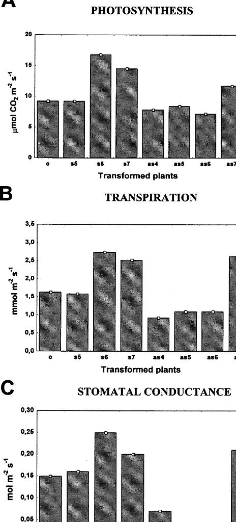 Fig. 5. Physiological measurements of sense and antisensetransgenic tobacco plants. Photosynthetic rate (A), transpira-tion rate (B) and stomatal conductance (C) of fully expandedleaves of control (c), 35S-s64S sense (s5, s6, s7) and 35S-s64AS antisense (as4, as5, as6, as7) independently trans-formed plants were measured by the LCA-2 IR gas analyzerat growth irradiance.