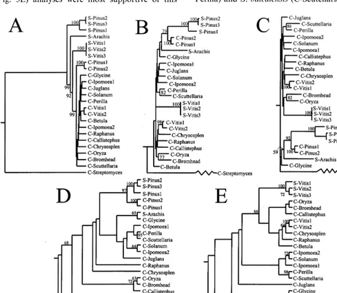 Fig. 3. Consensus trees from phylogenetic analyses of aligned amino acid sequences of 25 chalcone synthase or stilbene synthasegenes listed in Table 1
