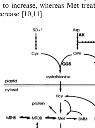 Fig. 1. Met metabolism and regulation in plants. The path-ways for Met synthesis and metabolism are shown along withtheir subcellular compartmentation