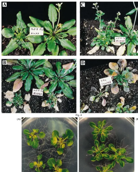 Fig. 4. Morphology of plants with repressed levels of CGS. (A), siblings from CGS[−] line 415-7 (T2 generation) showingabnormal (A1) and normal (A2) morphology