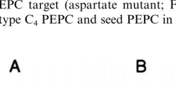 Fig. 2. In vivo phosphorylation of phosphoenolpyruvate car-boxylase (PEPC) in imbibing seeds