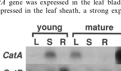 Fig. 1. Tissue-speciﬁc expression of three catalase genes inrice. Total RNAs (20DAP (F) were separated on formaldehyde agarose gels, blot-ted and hybridized with �g per lane) of the leaf blade (L), leafsheath (S) and root (R) of seedlings (young) and matureplants (mature) and from the ﬂower sampled at −6 to +1 CatA-, CatB- or CatC-speciﬁc probe.