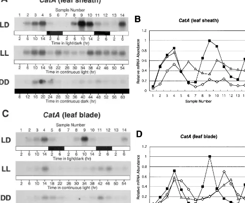 Fig. 2. Circadian oscillations in CatA mRNA abundance. Rice seedlings were grown under LD, LL or DD conditions, andNorthern blot analyses of CatA mRNA in the leaf sheath (A) and leaf blade (C) were performed using CatA-speciﬁc probe