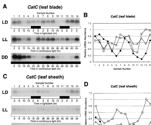 Fig. 3. Diurnal oscillations in CatCin the legend to Fig. 2. Northern blot analyses ofCatC mRNA abundance