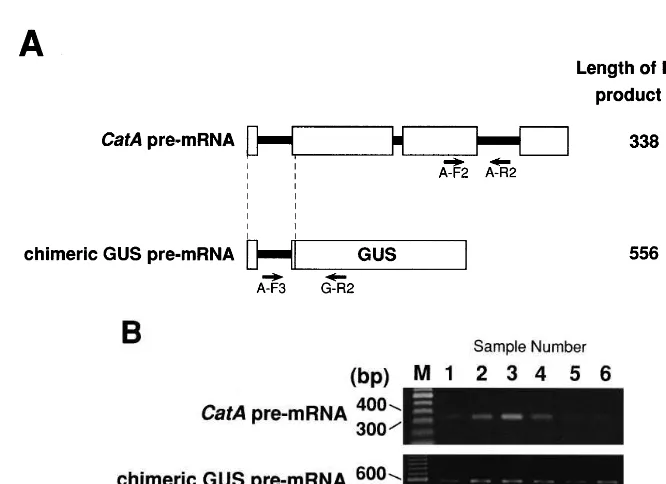 Fig. 4. Expression of the GUS gene fused with the 1.9-kbfragment of CatA at the 5’ end