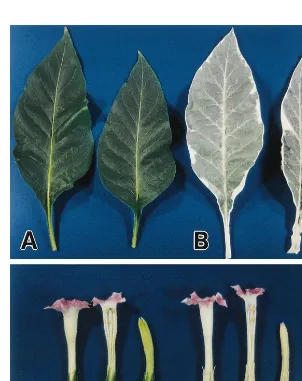 Fig. 1. Phenotype of a variegated tobacco mutant (Nicotiana tabacum L. cv. BY-4). (A) leaves of a wild-type plant; (B) leaves ofa variegated mutant; (C) ﬂowers of a wild-type plant; (D) ﬂowers of a variegated mutant