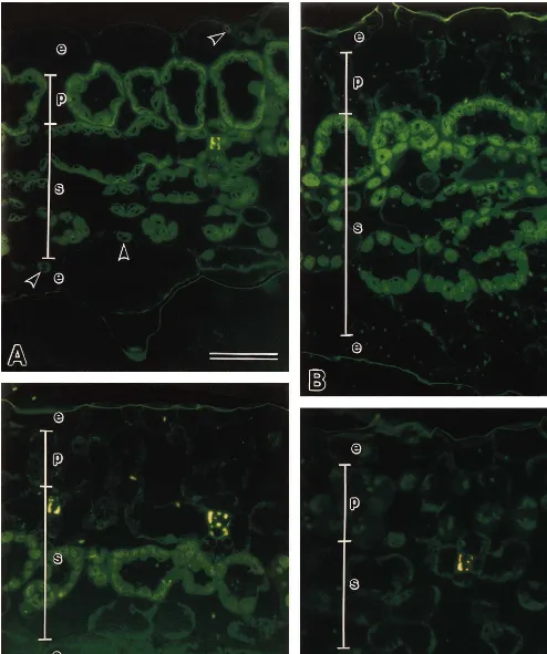 Fig. 2. Fluorescence micrographs of leaves from wild-type and variegated plants (N. tabacum L