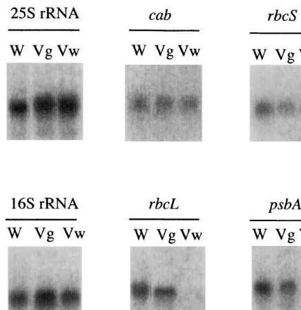 Fig. 4. RNA gel blot analysis of the variegated mutant (Nare encoded by the chloroplast genome, were drasticallyreduced in the white region