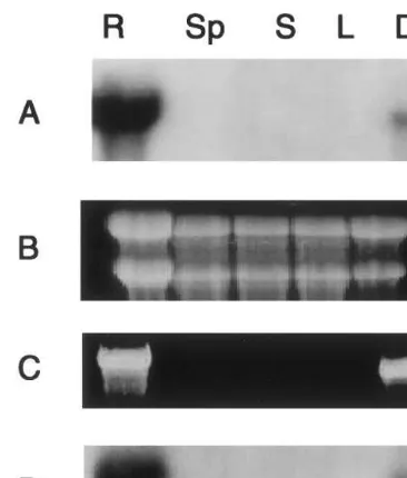 Fig. 2. (A) Northern blot analysis of GmEParoot (R), seedpod (Sp), stem (S), leaf (L), and developing seedcoat (Ds)