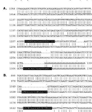 Fig. 3. (A) Comparison of the nucleotide sequences at the 3� end of GmEPa1 and GmEPa2