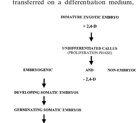 Fig. 1. Diagram of maize callus proliferation and differentia-tion steps on which analysis for ethylamine content has beencarried out.