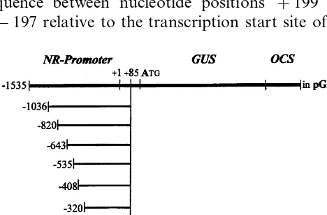 Fig. 1. Birch NR promoter sequences in transcriptional fusionto the GUS–OCS gene. Birch sequences extend from position+85 in the leader sequence of the NR gene to 5� endsupstream as indicated.