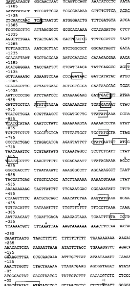 Fig. 2. Sequence of genomic birch DNA that is 5� ﬂanking the coding region of the NR gene (EMBL GenBank accession numberAJ001725)