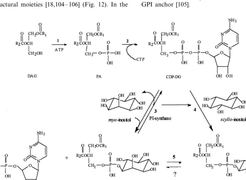 Fig. 11. Scheme for biosynthesis of phosphatidylinositols with different head groups.