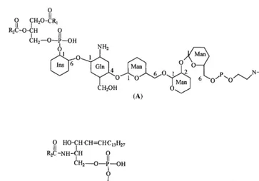 Fig. 12. Structures of (A) glycosyl-phosphatidylinositol and (B) glycosyl-inositolphosphorylceramide.